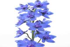 Delphinium malabaricum var. malabaricum
